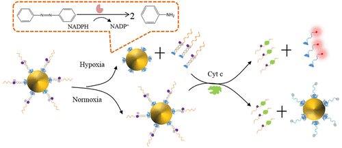 10.1021/acs.analchem.8b00554图片