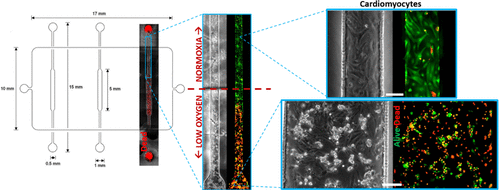 10.1021/acs.analchem.7b05347图片