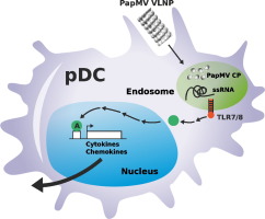 10.1016/j.nano.2017.10.015 picture