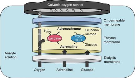 10.1002/elan.201800026图片