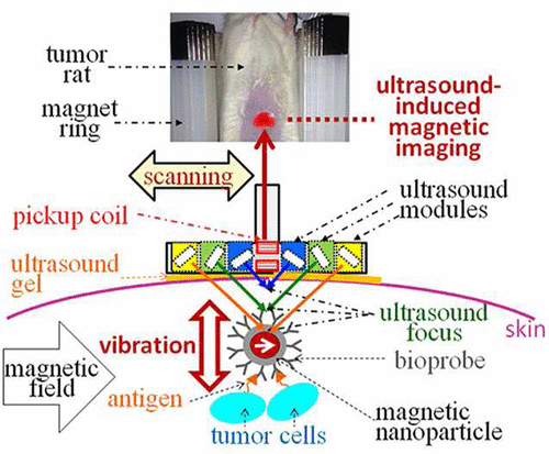 10.1021/acsnano.6b08730 picture